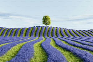 Why Lavender Grosso Deserves a Spot in Your Shower: A Deep Dive into Potager’s Signature Scent