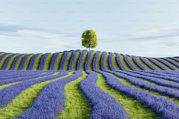 Why Lavender Grosso Deserves a Spot in Your Shower: A Deep Dive into Potager’s Signature Scent