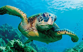 Sea Turtle Soap and the Sea Turtle Hospital