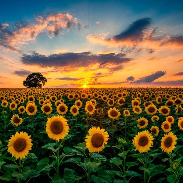 Sunflower Field