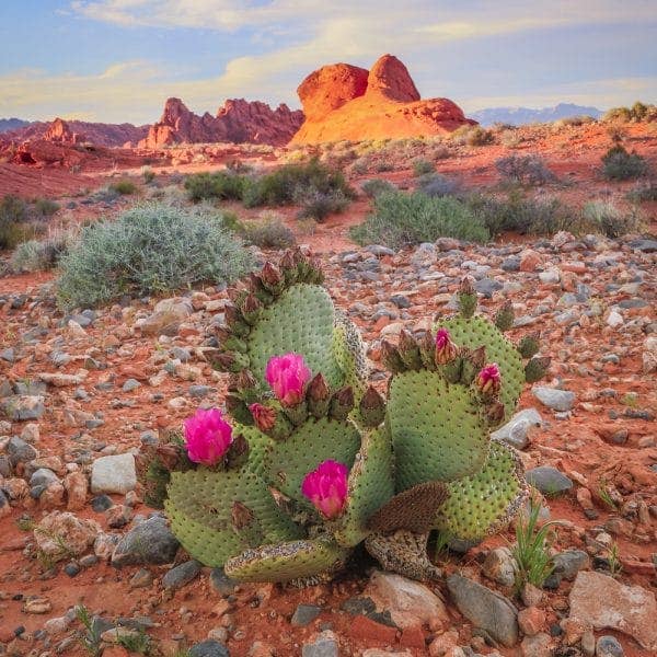 Puzzle - Wooden Puzzle Prickly Pear