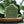Potager Soap Co. handcrafted green eucalyptus mint bar soap on a wooden plate surrounded by fresh leaves