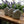 Potager Soap Co. lavender patchouli organic bar soap with stamped logo on a rustic wooden surface near lavender flowers