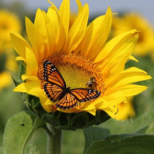 Potager Soap Co. wooden jigsaw puzzle featuring a vibrant yellow sunflower with a monarch butterfly on its petals.