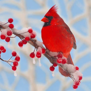 Potager Soap Co. wooden jigsaw puzzle featuring a vibrant red cardinal perched on a snowy branch with red berries.