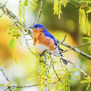 Potager Soap Co. wooden jigsaw puzzle featuring a vibrant bluebird perched on sun-drenched spring branches