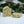 Sugar Balsam Soap | Woodsy, Nourishing, Handmade